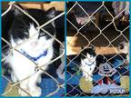 Adopt Freda a Domestic Mediumhair / Mixed cat in Fresno, CA (33046785)