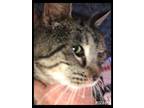Adopt Tabie a Domestic Shorthair / Mixed cat in Fresno, CA (34411179)