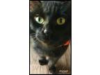 Adopt Bobbi a Domestic Shorthair / Mixed cat in Fresno, CA (34411176)