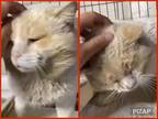 Adopt Vito a Domestic Shorthair / Mixed cat in Fresno, CA (34411170)