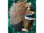Adopt Leo a Domestic Shorthair / Mixed cat in Fresno, CA (34411168)
