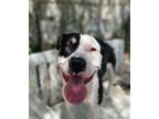 Adopt Rex a Labrador Retriever / Mixed dog in Elmsford, NY (35917201)