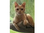 Adopt Z - Peaches a Orange or Red Domestic Shorthair / Mixed (short coat) cat in