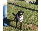 Adopt Duncan a Black - with White Labrador Retriever / Mixed dog in Washington