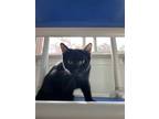 Adopt Rocket a Black (Mostly) Domestic Mediumhair / Mixed (medium coat) cat in