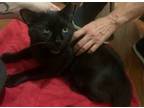 Adopt Primo, Sweet Bombay Youngster a All Black Domestic Shorthair / Mixed