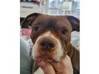 Adopt Jessie Girl a Brown/Chocolate - with White Boxer / Mixed dog in