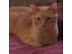 Adopt Lolah a Orange or Red Domestic Shorthair / Mixed cat in Rochester