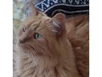 Adopt Otto a Orange or Red Domestic Mediumhair / Mixed cat in Rochester