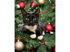 Adopt Elizabeth a All Black Domestic Shorthair / Domestic Shorthair / Mixed cat