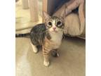 Adopt Daisy Mae (Sister of Denny) a Gray, Blue or Silver Tabby Domestic