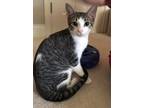 Adopt Denny (Brother of Daisy Mae) a Gray, Blue or Silver Tabby Domestic