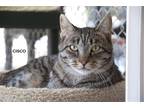 Adopt Cisco a Brown Tabby Domestic Shorthair / Mixed (short coat) cat in Seal