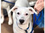 Adopt BELLA a White - with Black Dogo Argentino / Labrador Retriever / Mixed dog