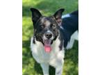 Adopt Nemo a Australian Shepherd / Shepherd (Unknown Type) / Mixed dog in