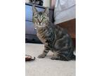 Adopt Bishop a Brown Tabby Domestic Shorthair / Mixed (short coat) cat in