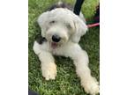 Adopt Bishop a White - with Gray or Silver Old English Sheepdog / Mixed dog in