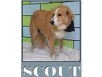 Adopt Scout a Golden Retriever / Shepherd (Unknown Type) / Mixed dog in Mena