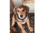 Adopt Sawyer Brown a Brown/Chocolate Labrador Retriever / Shepherd (Unknown