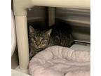 Adopt SPICE a Brown Tabby Domestic Shorthair / Mixed (short coat) cat in