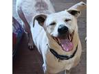 Adopt Ankylo a Labrador Retriever / Beagle / Mixed dog in Rocky Mount
