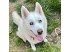 Adopt Alisha Adoption Fee Sponsored a Husky / Mixed dog in Rocky Mount