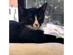 Adopt Roy a Domestic Shorthair / Mixed cat in Rocky Mount, VA (37835342)