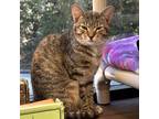 Adopt Sadie a Domestic Shorthair / Mixed cat in Rocky Mount, VA (38038071)