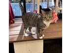 Adopt Hercules a Domestic Shorthair / Mixed cat in Rocky Mount, VA (37891298)