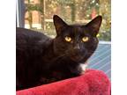 Adopt Adams a Domestic Mediumhair / Mixed cat in Rocky Mount, VA (38010177)