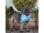 Adopt Honeybun a Shih Tzu / Mixed dog in Pacific Grove, CA (37891285)