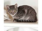 Adopt Will a Gray, Blue or Silver Tabby Domestic Shorthair / Mixed (short coat)