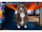 Adopt Keelin a Gray or Blue Domestic Shorthair / Domestic Shorthair / Mixed cat