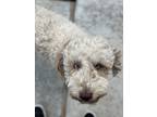 Adopt Zoey a White - with Brown or Chocolate Labradoodle / Australian Shepherd