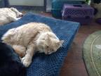 Adopt Garfield - *IN FOSTER* a Domestic Longhair / Mixed (long coat) cat in