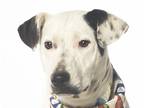 Adopt Otis - Sponsored a White - with Black American Pit Bull Terrier / American