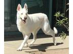 Adopt KING a White German Shepherd Dog / Mixed dog in Chatsworth, CA (33297988)