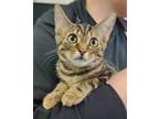 Adopt FRITO a Brown or Chocolate (Mostly) Domestic Shorthair / Mixed (short