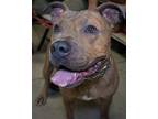 Adopt Fish a Gray/Blue/Silver/Salt & Pepper Pit Bull Terrier / Mixed dog in