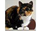 Adopt Mahi a Calico or Dilute Calico Domestic Shorthair / Mixed cat in Jupiter