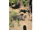 Adopt Two bonded female pigs *Clayton, CA a Vietnamese Pot Bellied