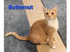 Adopt Butternut a Orange or Red Tabby Domestic Shorthair / Mixed cat in