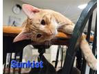 Adopt Sunkist a Orange or Red Tabby Domestic Shorthair / Mixed cat in Rochester