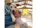 Adopt Julie a White - with Tan, Yellow or Fawn Hound (Unknown Type) / American
