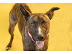 Adopt Maui a German Shepherd Dog / Boxer / Mixed dog in Nicholasville