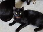 Adopt J.J. a All Black Domestic Shorthair / Domestic Shorthair / Mixed cat in
