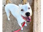 Adopt MARIN a Staffordshire Bull Terrier