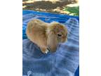 Adopt Cadbury a Holland Lop, Mini Lop