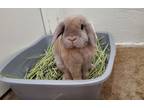 Adopt Nugget a Holland Lop