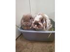 Adopt Nugget and Theo a Holland Lop